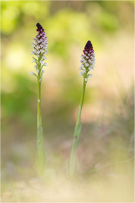 Brand-Knabenkraut (Neotinea ustulata), Dep. Ardèche, Frankreich