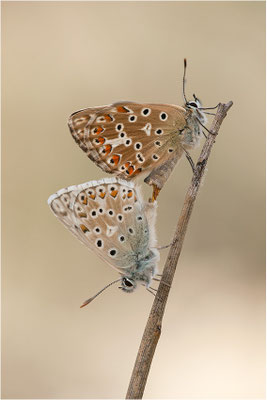 Silbergrüner Bläuling (Polyommatus coridon), Paarung, Frankreich, Drôme