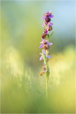 Ophrys aveyronensis