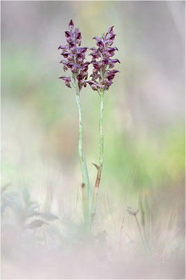 Duftende Spitzorchis (Anacamptis fragrans), Korsika