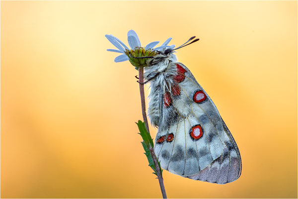 Roter Apollo (Parnassius apollo vercoricus), Frankreich, Dep. Isere