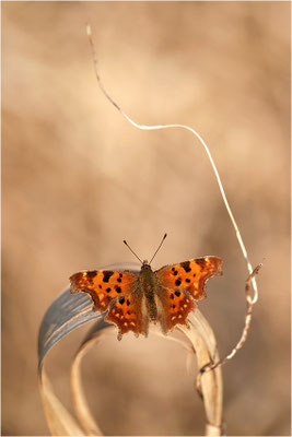 C-Falter (Polygonia c-album), Deutschland, Baden-Württemberg
