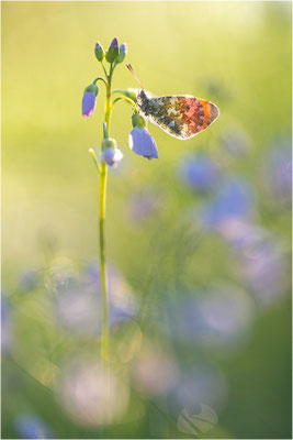 Aurorafalter (Anthocharis cardamines), Männchen, Deutschland, Baden-Württemberg