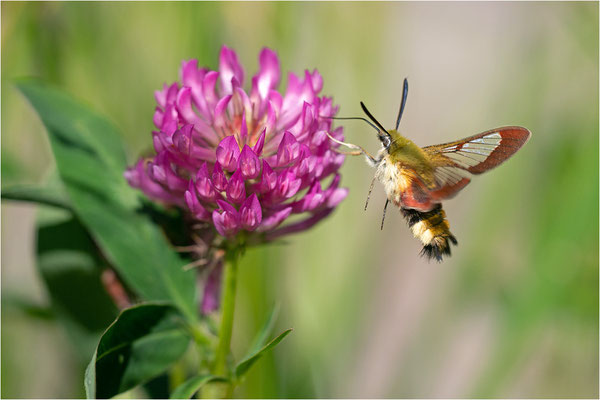 Hummelschwärmer (Hemaris fuciformis), Schweden, Gävleborgs Iän