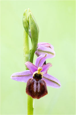 Ophrys aveyronensis