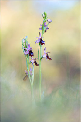 Drôme-Ragwurz (Ophrys drumana), Frankreich, Dep. Isere
