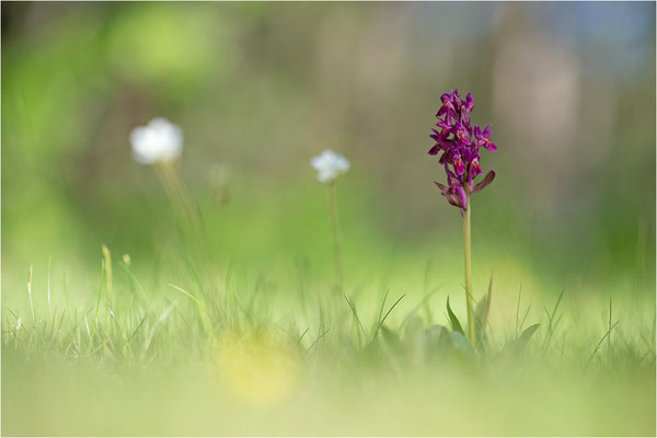 Holunder-Fingerwurz (Dactylorhiza sambucina), Schweden, Gotland