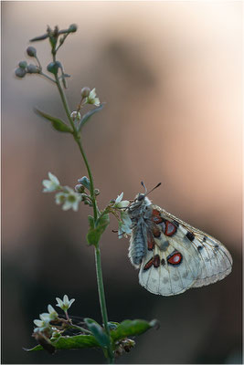 Roter Apollo (Parnassius apollo linnei f. wiskotti), Schweden, Gotland