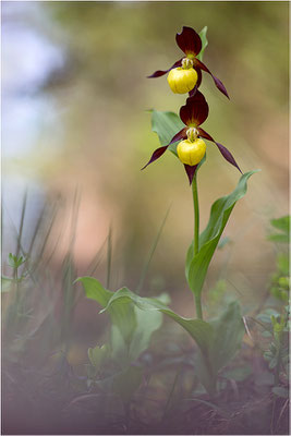 Gelber Frauenschuh (Cypripedium calceolus), Schweden, Gotland