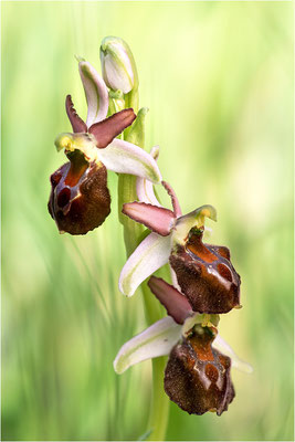 Ophrys morisii