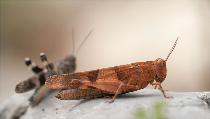 Blauflügelige Ödlandschrecke (Oedipoda caerulescens), Pärchen, Frankreich, Drôme
