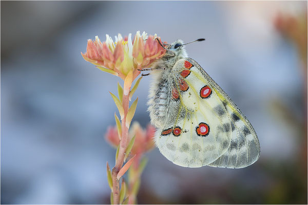 Roter Apollo (Parnassius apollo leovigildus), Frankreich, Dep. Alpes-de-Haute-Provence