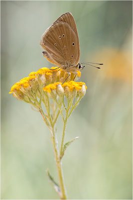 Piedmont-Bläuling (Polyommatus humedasae), Italien, Aosta