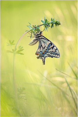 Schwalbenschwanz (Papilio machaon), Deutschland, Baden-Württemberg
