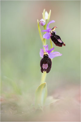 Ophrys aurelia, Var