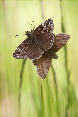 Dunkler Dickopffalter (Erynnis tages), Paarung, Deutschland, Baden-Württemberg