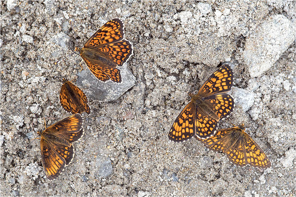 Wachtelweizen-Scheckenfalter (Melitaea athalia) und Flockenblumen-Scheckenfalter (Melitaea phoebe), Italien, Region Aostatal, 1600m