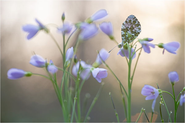 Aurorafalter (Anthocharis cardamines), Männchen, Deutschland, Baden-Württemberg