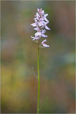 Torfmoos-Fingerwurz (Dactylorhiza sphagnicola), Schweden, Gävleborgs Iän