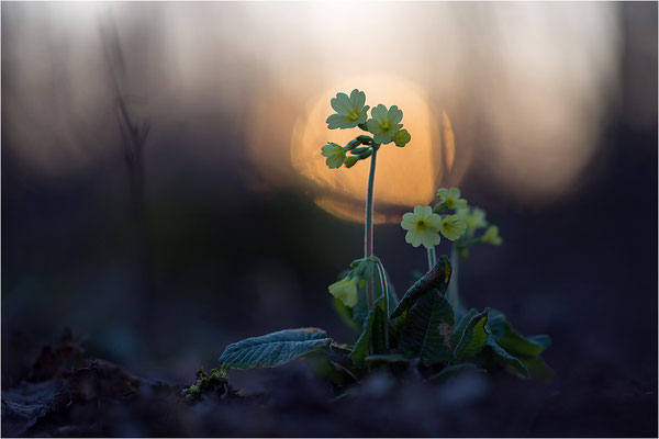 Hohe Schlüsselblume (Primula elatior), Deutschland, Baden-Württemberg