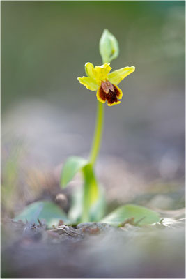 Anmutige Ragwurz (Ophrys lepida)