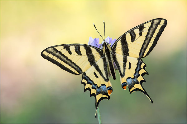 Südlicher Schwalbenschwanz (Papilio alexanor destelensis), Männchen, Frankreich, Dep. Vaucluse