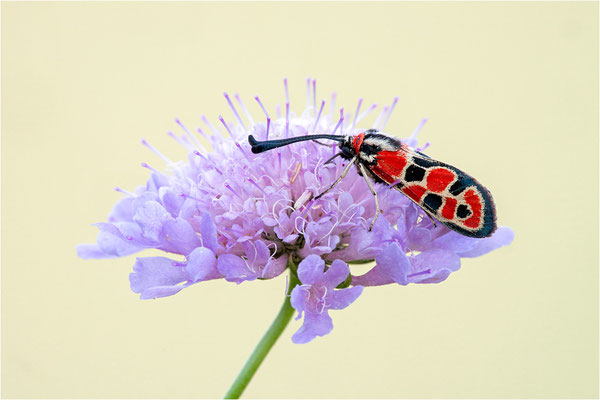 Bergkronwicken-Widderchen (Zygaena fausta), Spanien, Lleida