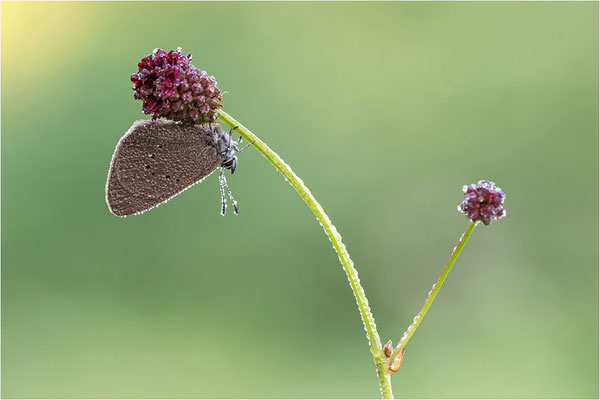 Dunkler Wiesenknopf-Ameisenbläuling (Phengaris nausithous), Deutschland, Baden-Württemberg