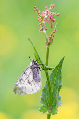 Schwarzer Apollo (Parnassius mnenosyne), Frankreich, Dep. Isere
