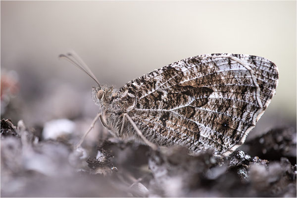 Rostbinde (Hipparchia semele), Schweden, Östergötland