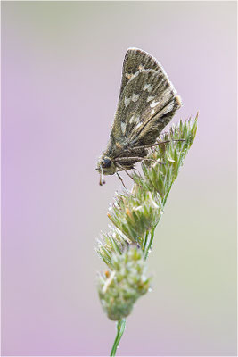 Komma-Dickkopffalter (Hesperia comma), Italien, Aosta