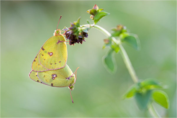 Hufeisenklee-Gelbling/Goldene Acht (Colias alfacariensis/Colias hyale), Paarung, Deutschland, Baden-Württemberg