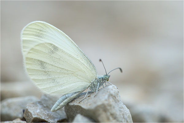 Östlicher Tintenfleck.Weißling (Leptidea duponcheli), Frankreich, Dep. Drôme