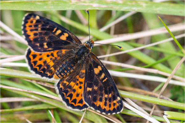Roter Scheckenfalter (Melitaea didyma), Frankreich, Dep. Aveyron