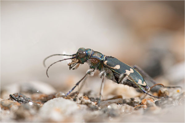 Dünen-Sandlaufkäfer (Cicindela transversalis transversalis), Schweiz, Kanton Wallis