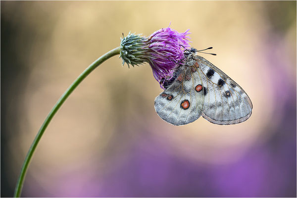 Roter Apollo (Parnassius apollo pedemontanus), Italien, Region Aostatal, 2.100m