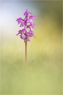 Manns-Knabenkraut (Orchis mascula), Frankreich, Drôme