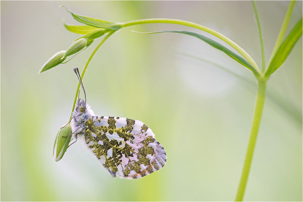 Aurorafalter (Anthocharis cardamines), Männchen, Deutschland, Baden-Württemberg