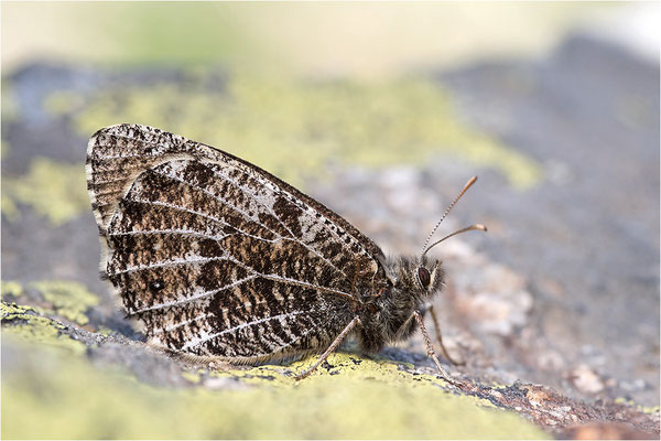 Gletscherfalter (Oeneis glacialis), Italien, Region Aostatal, 2300m