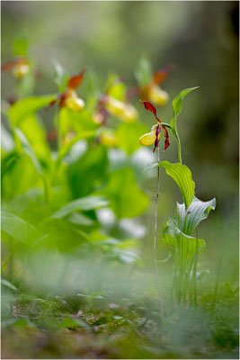Gelber Frauenschuh (Cypripedium calceolus), Schweden, Jämtlands län