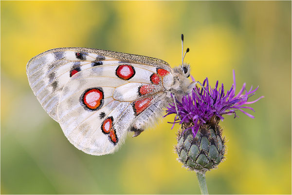 Roter Apollo (Parnassius apollo lithographicus), Deutschland, Oberbayern