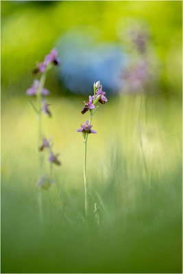 Ophrys aveyronensis