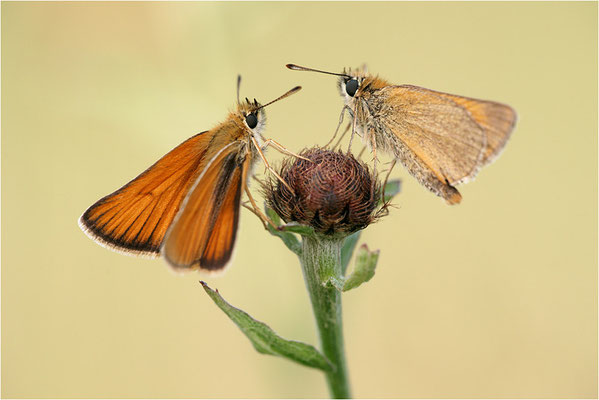 Braunkolbiger Braun-Dickkopffalter (Thymelicus sylvestris), Deutschland, Baden-Württemberg