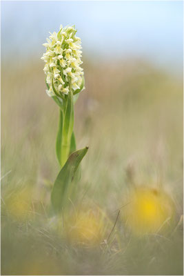 Strohgelbe Fingerwurz (Dactylorhiza ochroleuca), Schweden, Gotland