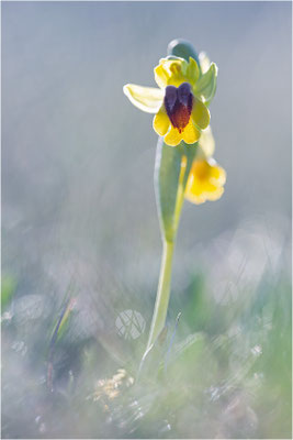 Ophrys lutea