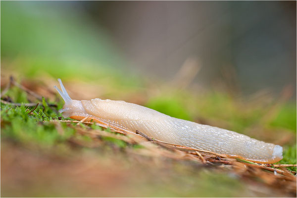 Schwarze Wegschnecke (Arion ater), Bohuslän, Schweden