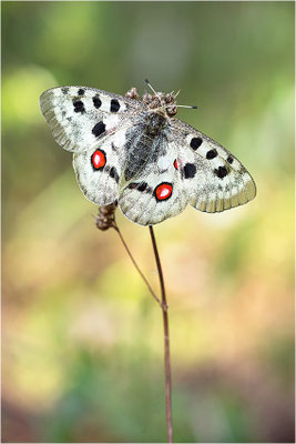 Roter Apollo (Parnassius apollo linnei), Schweden, Gotland