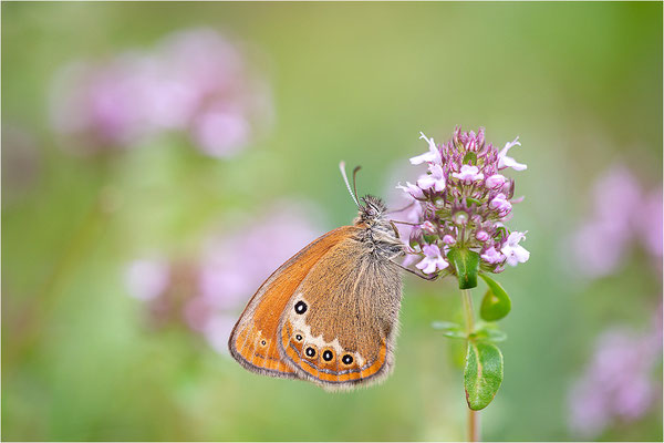 Darwin´s Wiesenvögelchen (Coenonympha darwinia), Schweiz, Kanton Tessin, 1.600m