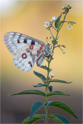 Roter Apollo (Parnassius apollo linnei), Schweden, Gotland