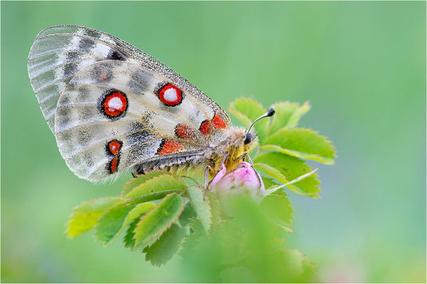 Roter Apollo (Parnassius apollo vercoricus), Frankreich, Dep. Isere
